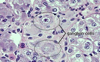 Histology of Adrenal Medulla