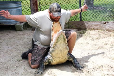 Live Alligator Show - Wooten's Everglades Airboat Tours