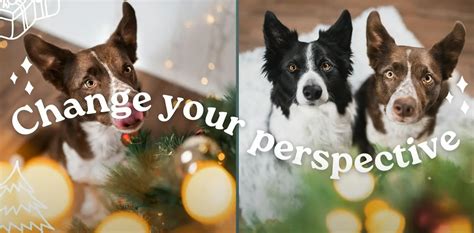 Dog Christmas Photoshoot Ideas - FotoProfy