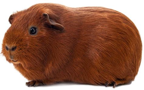 A Complete Guide To Guinea Pig Colors - With Photos!