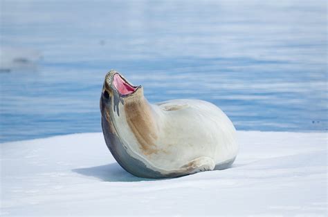 Ross Seal - Antarctic Environments Portal