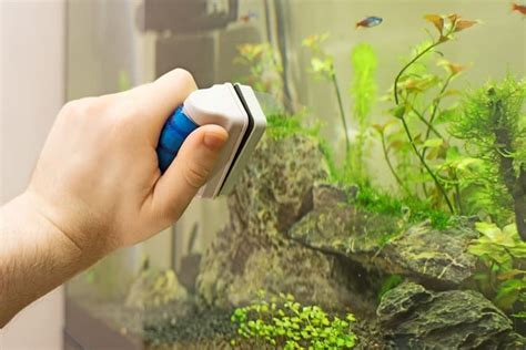 8 Tricks to Get Rid of Algae in Fish Tank Naturally - Fish Tank Master