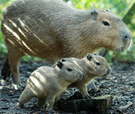 Belfast Zoo Welcomes Baby Capybaras | Baby Zoo Animals | Live Science