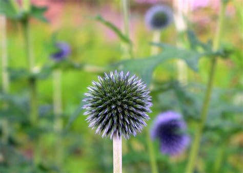 6 Milk Thistle Tea Benefits Backed By Science