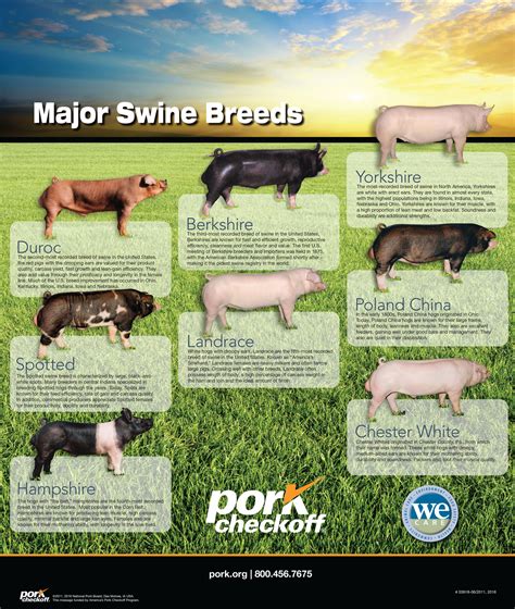 Major Swine Breeds - Pork Checkoff