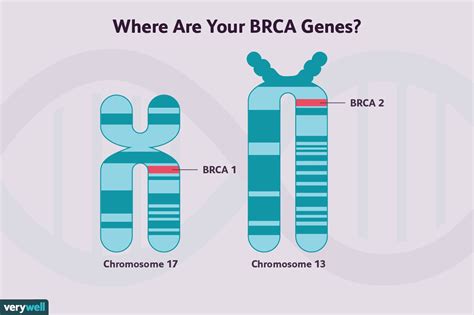 Mutaciones BRCA y cáncer de mama - Medicina Básica