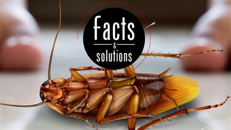 A Guide to Cockroach Control at Home - Cockroach Facts