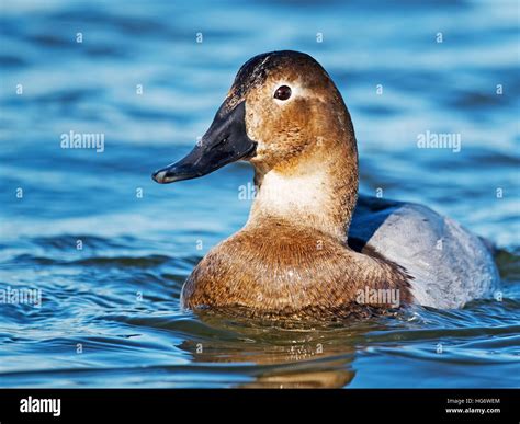 Female Canvasback Duck Stock Photo - Alamy