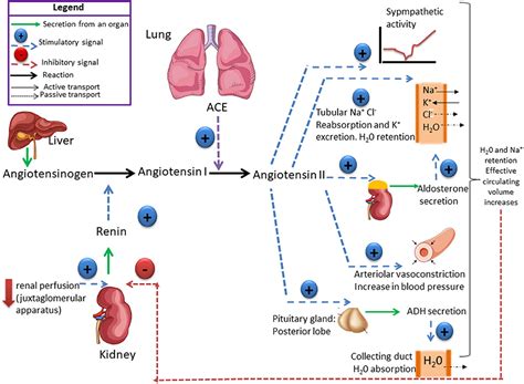 Frontiers | When Less or More Isn't Enough: Renal Maldevelopment ...