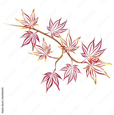 Autumn japanese maple (Acer palmatum, fullmoon maple). Hand drawn ...