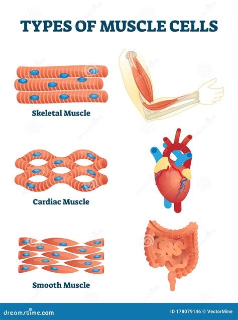 Cardiac Muscle Cell Labeled