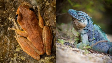 Endangered Amphibians and Reptiles - Online Field Guide