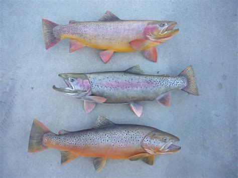 Trophy Trout Guide - Your Source for All Things Trophy Trout!