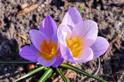 11 of the Best Crocus Varieties for Your Garden | Gardener’s Path