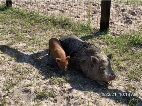 Farmyard animals some of the many up for adoption through Marion County ...