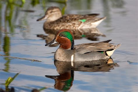 Green-winged Teal (male and female) photo - Raul Quinones photos at ...