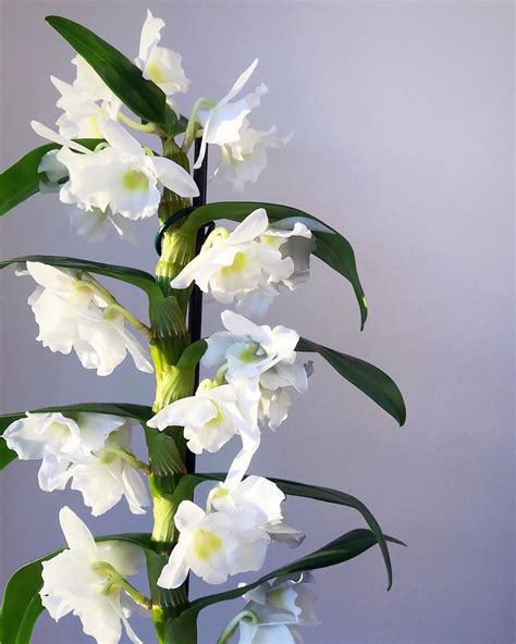 Beautiful Bamboo Orchid in bloom now! This is the Bamboo Orchid Pure ...