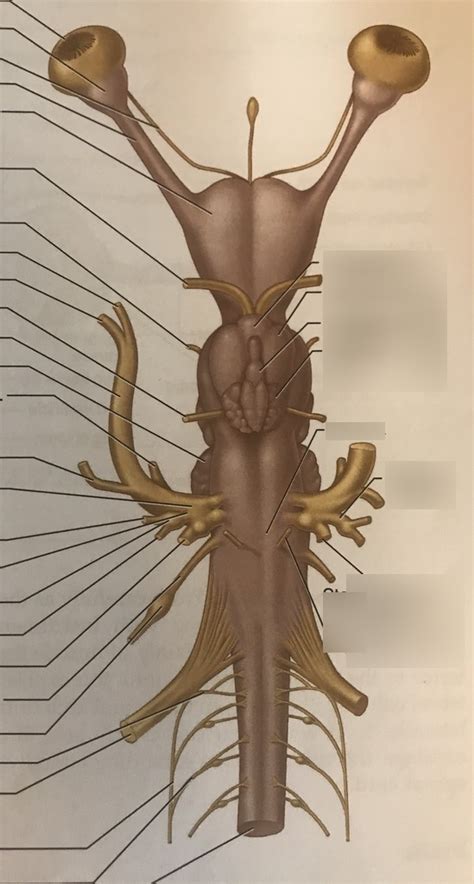 shark brain 3 Diagram | Quizlet