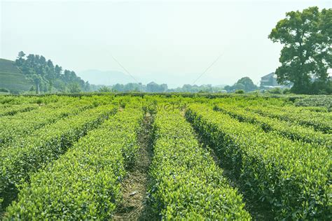 Tea Garden Picture And HD Photos | Free Download On Lovepik