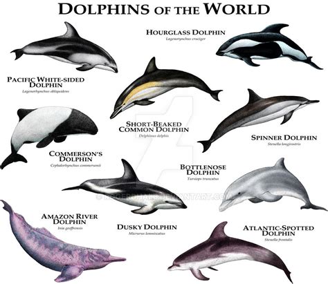 Dolphins of the World by rogerdhall on DeviantArt