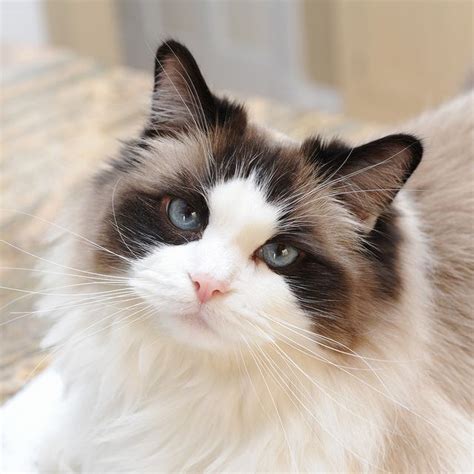 ragdoll seal colorpoint | Ragdoll cat breed, Ragdoll cat, Beautiful cats