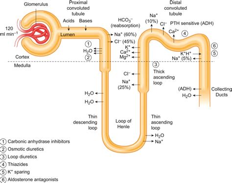 Furosemide Mechanism Of Action