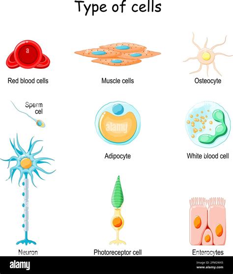 Red Blood Cells And White Blood Cells Difference