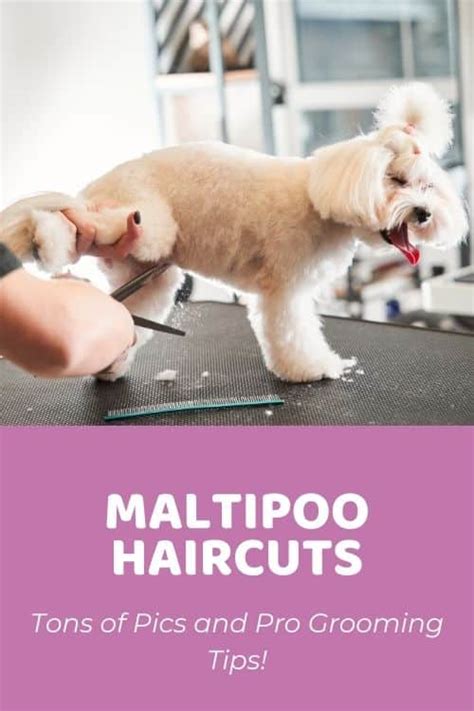 Top Maltipoo Haircuts (With Pictures) & DIY Grooming Tips