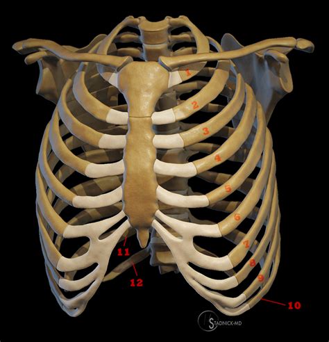 Costal Cartilage Injuries - Radsource