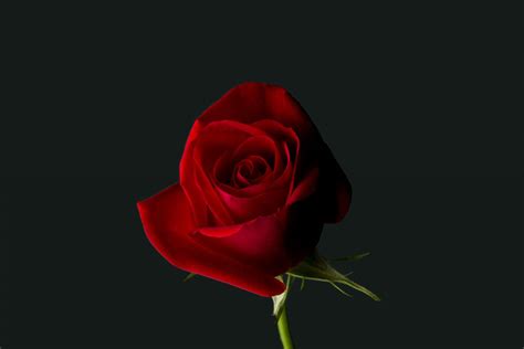 Red Rose Wallpaper 4K - Red Rose Hd Photos Wallpaper / Download amazing ...