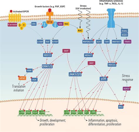 MAPK Signaling Pathway Antibodies | Thermo Fisher Scientific - UK