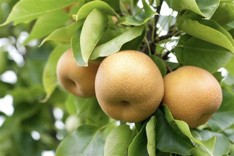 Asian pear: varieties, planting & propagation - Plantura