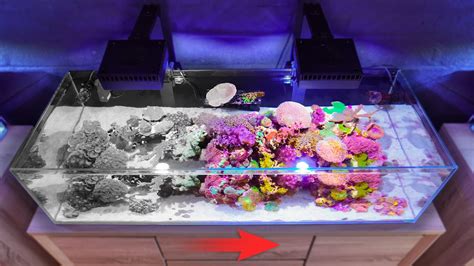 Reviving my Algae-Infested Reef Tank - YouTube