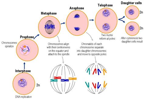 Diagram Of Prophase