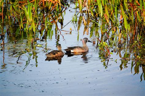 What is a Wetland? And Other Habitats Great Lakes Birds Need | Audubon ...