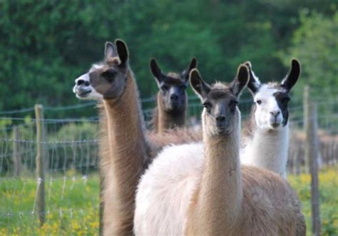 Llama Trekking In Herefordshire, Golden Valley, Exclusive & Interesting