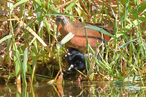 Nature by Nancy | Virginia Rail nest