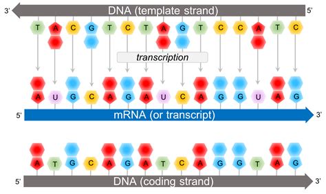 Dna Template Sequence