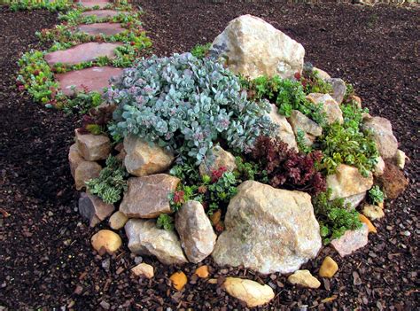 Sedum is easy to grow and are extensively cultivated as rock garden ...