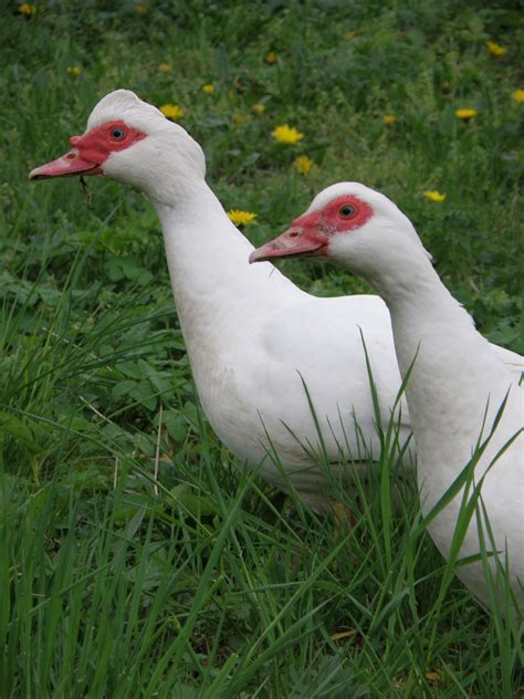 Edit free photo of Duck,chinese,breeding,bird,head - needpix.com