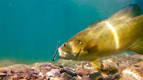 ** UNDERWATER Bass Fishing ** Spring Fishing Tips and Spawning Bass ...