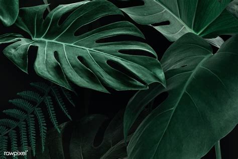 Fresh natural green Monstera Deliciosa leaves | premium image by ...