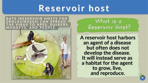 Reservoir host - Definition and Examples - Biology Online Dictionary