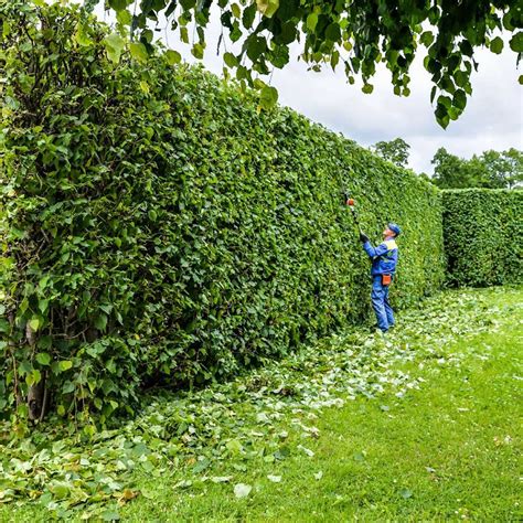 Expert Bush Trimming Services for a Beautiful Landscape