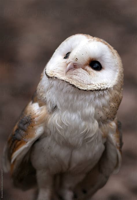 "Cute Baby Barn Owl" by Stocksy Contributor "Brandon Alms" - Stocksy