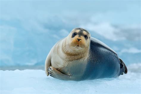 What Do Elephant Seals Eat? - WorldAtlas