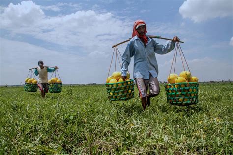 Hujan Datang Lebih Awal Jadi Kendala Petani Buah Musiman - Mongabay.co.id