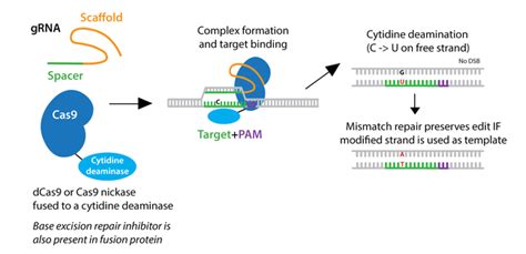 Addgene: CRISPR Guide