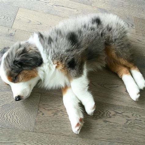 17 Reasons Australian Shepherds Are The Worst Possible Breed Of Dog You ...