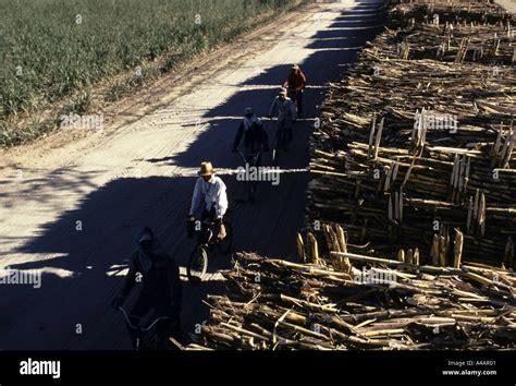 Sugar cane loaded onto railway trucks for the sugar mill at Hacienda ...